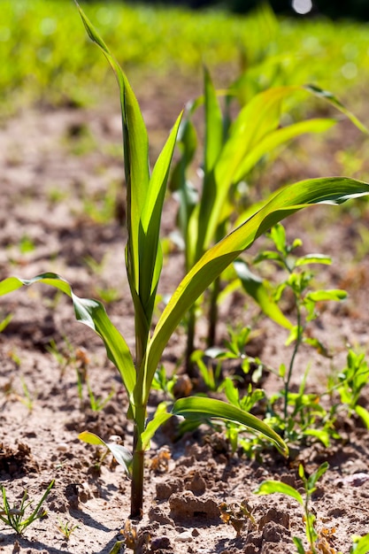 Jeune maïs vert sur un champ agricole au printemps