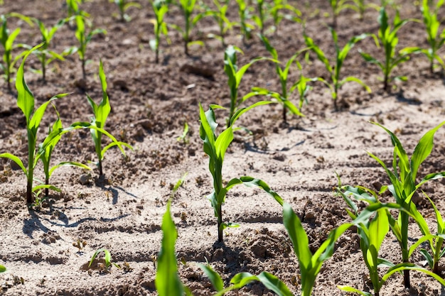 Jeune maïs vert dans un domaine agricole