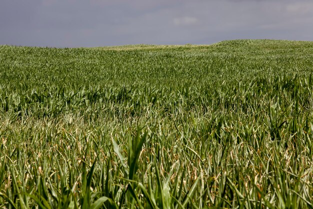 Jeune maïs vert en été