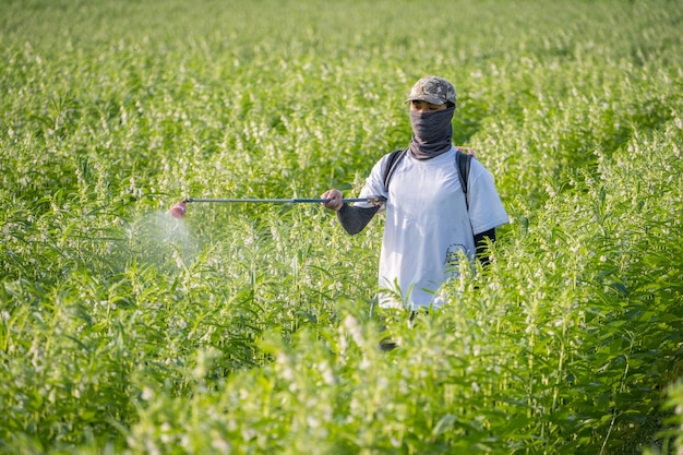 Un jeune maître agriculteur pulvérise des pesticides (produits chimiques agricoles) sur son propre champ de sésame pour prévenir les ravageurs et les maladies des plantes le matin, gros plan, Xigang, Tainan, Taiwan