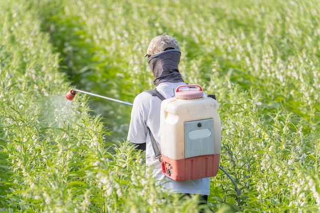 Un jeune maître agriculteur pulvérise des pesticides (produits chimiques agricoles) sur son propre champ de sésame pour prévenir les ravageurs et les maladies des plantes le matin, gros plan, Xigang, Tainan, Taiwan