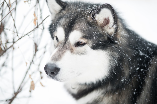 Jeune malamute d'Alaska beau malin avec impatience dans la neige. Portrait d'hiver de chien.
