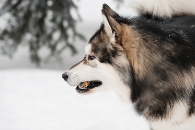 Jeune malamute d'Alaska jouant avec cône dans la neige