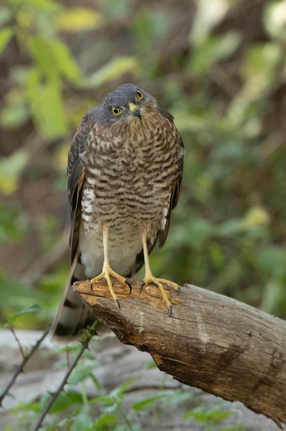 Jeune mâle épervier eurasien à un point d'eau naturel dans une forêt de pins en été