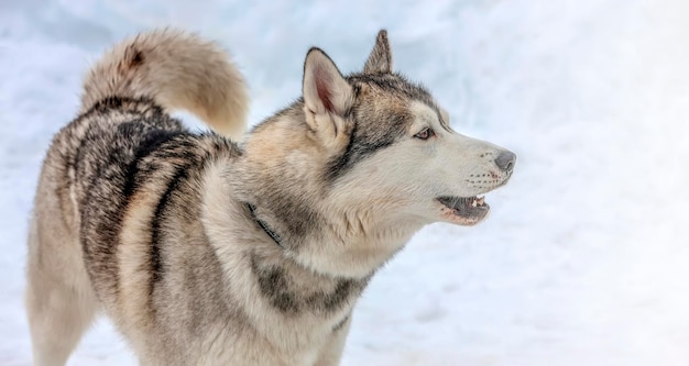 Un jeune mâle husky attaché en hiver près de la douce lumière du soleil