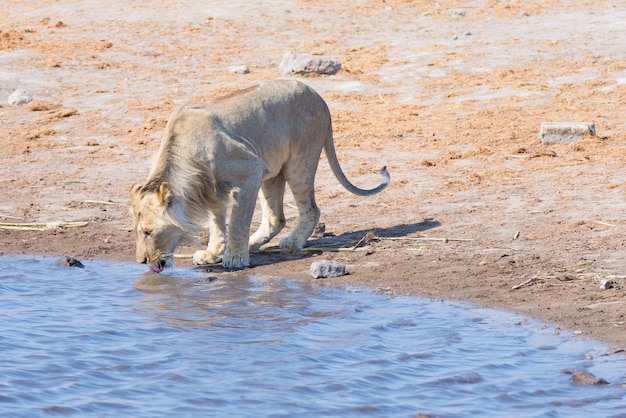 Jeune mâle Lion buvant au point d'eau en plein jour. Safari animalier dans le parc national d'Etosha, principale destination de voyage en Namibie, en Afrique.