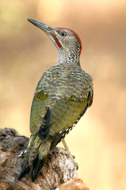 Jeune mâle de Picus viridis, oiseaux, passereaux, pic vert, pic
