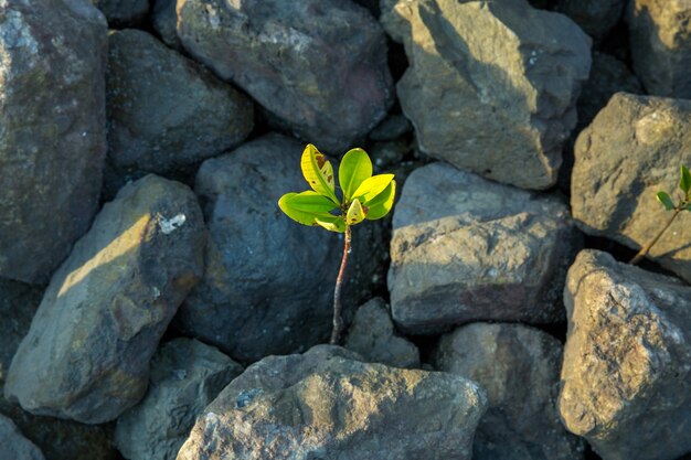 Jeune mangrove de plus en plus d&#39;eau salée