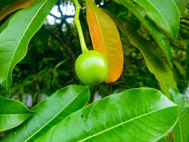 jeune mangue sur l'arbre