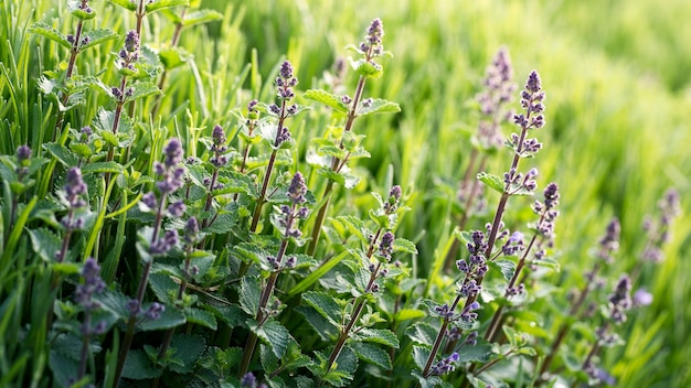 Jeune menthe verte sur un parterre de fleurs