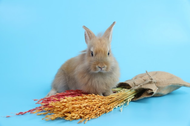 Jeune mignon lapin de Pâques brun avec de l'herbe colorée