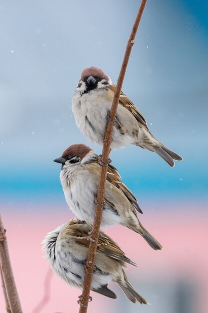 Jeune moineau sur branche