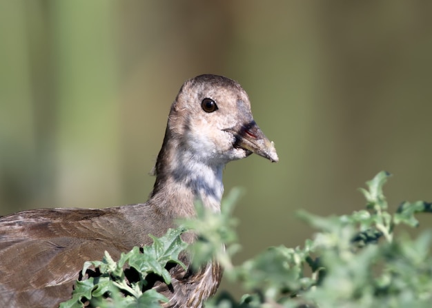 Un jeune moohren close up portrait