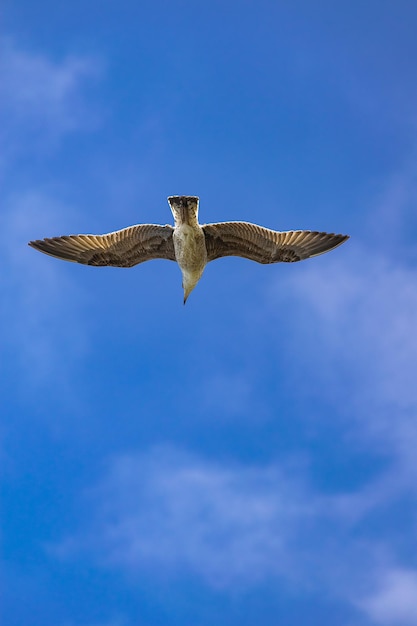 jeune mouette à pattes jaunes Larus michahellis volant sur un fond de ciel bleu