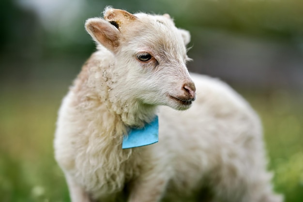 Jeune mouton ou agneau d'ouessant avec étiquette bleue autour du cou, broutant sur un pré de printemps vert, gros plan détail