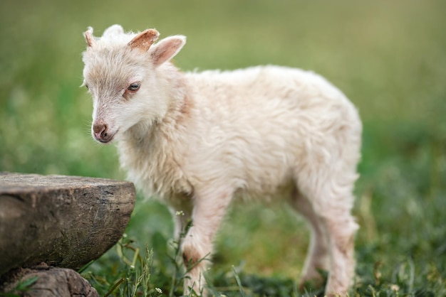 Jeune mouton ou agneau d'Ouessant, gros plan sur la tête, arrière-plan flou vert pré, banc en bois près de