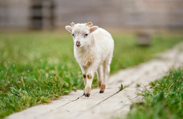 Jeune mouton ou agneau ouessant, marchant sur une planche de bois près de la prairie printanière