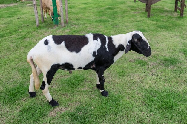 Jeune mouton blanc noir sur la pelouse