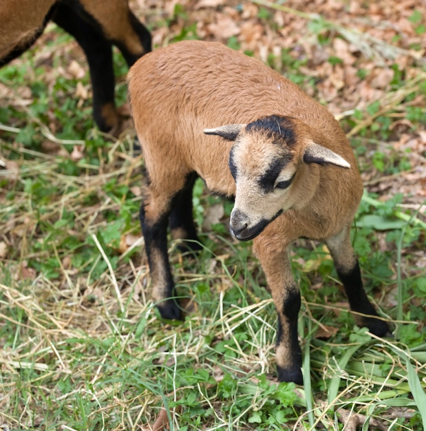 Jeune mouton du Cameroun