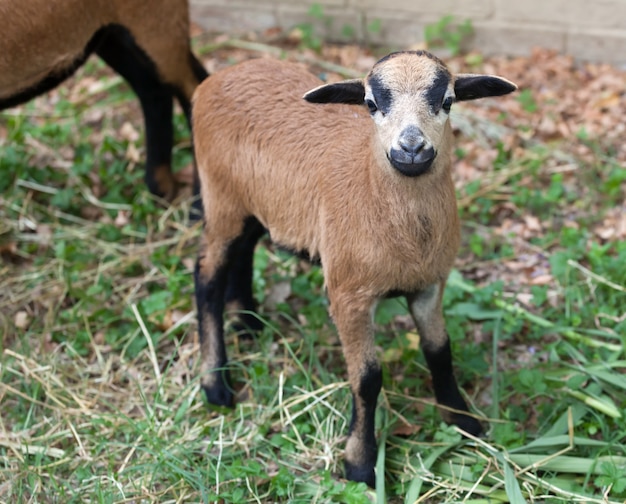 Jeune mouton du Cameroun