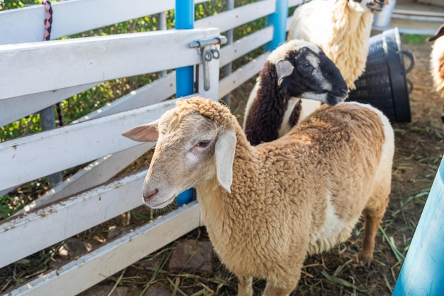 Jeune mouton à la ferme