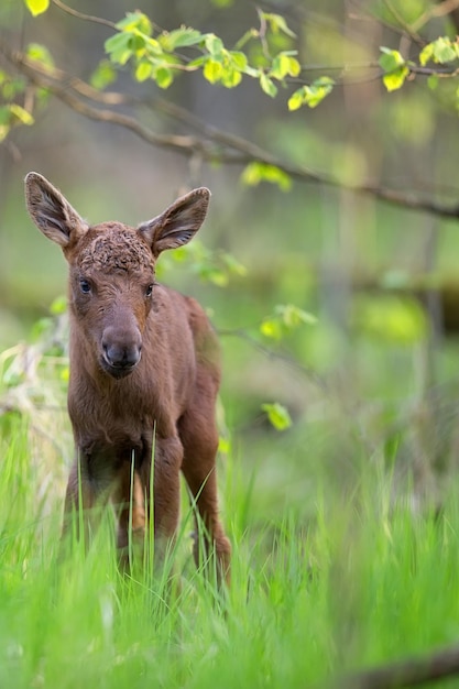 Une jeune muse dans la nature