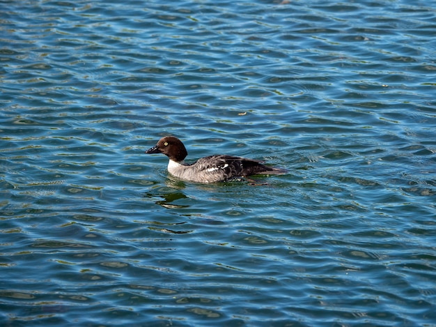 Photo jeune oiseau canard à dos blanc sur une eau bleue. fermer.