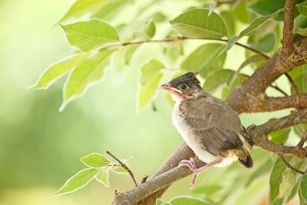 Jeune oiseau dans l'apprentissage de la mouche du premier jour