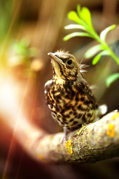 Jeune oiseau dans la forêt par une journée ensoleillée