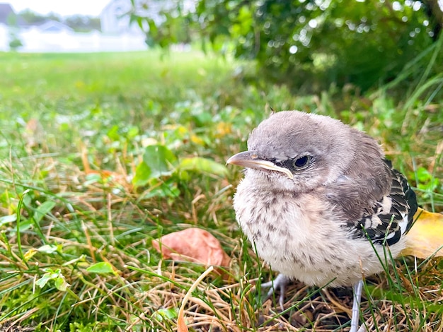 Un jeune oiseau moqueur dans l'herbe