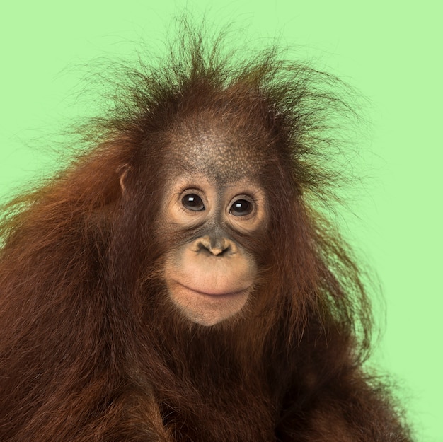 Jeune orang-outan de Bornéo regardant la caméra, Pongo pygmaeus, 18 mois, sur fond vert