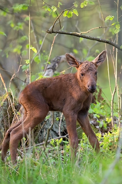 Un jeune orignal dans la forêt