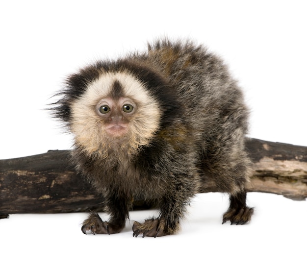 Jeune ouistiti à tête blanche sur un morceau de bois, Callithrix geoffroyi isolé