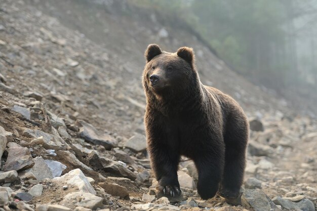 Un jeune ours brun dans la forêt sauvage