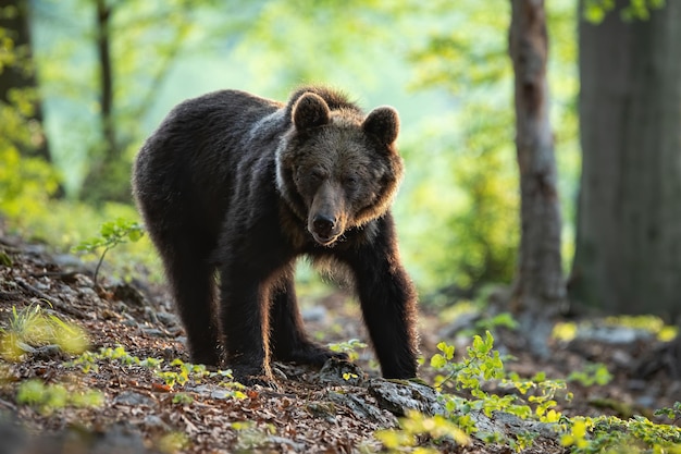 Un jeune ours brun debout au soleil de la forêt printanière