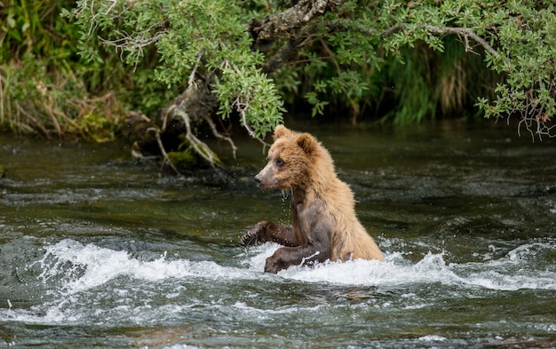 Jeune ours brun est debout sur les pattes arrière dans l'eau dans la rivière dans le parc national de Katmai, Alaska, USA