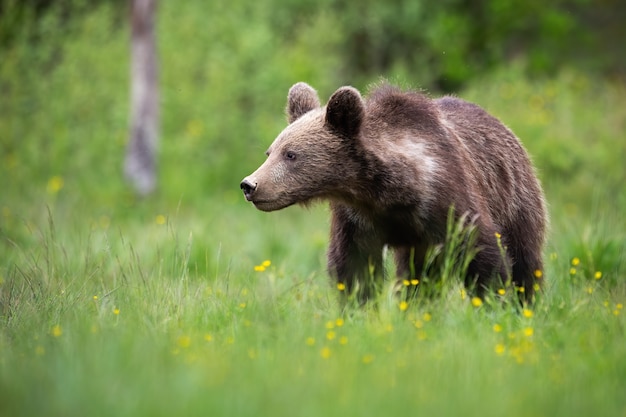 Jeune ours brun regardant de côté sur une clairière verte avec espace de copie