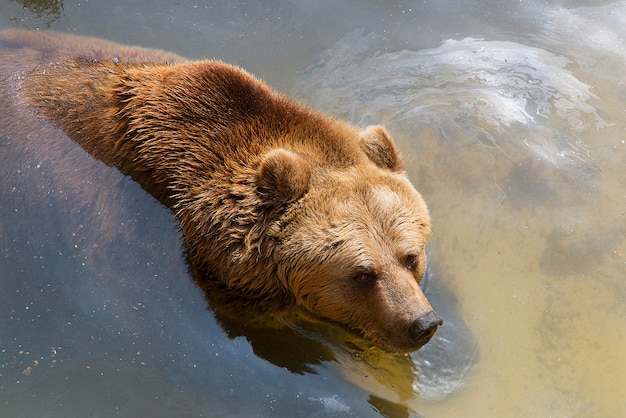 Jeune ours brun