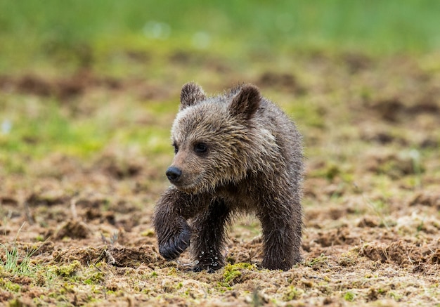 Jeune ours dans une forêt parmi les arbres