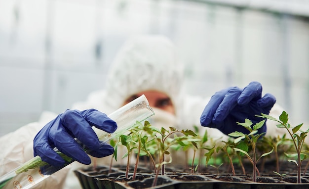 Jeune ouvrière de serre en uniforme de protection blanc complet arrosant des plantes en utilisant un tube à essai dans une serre