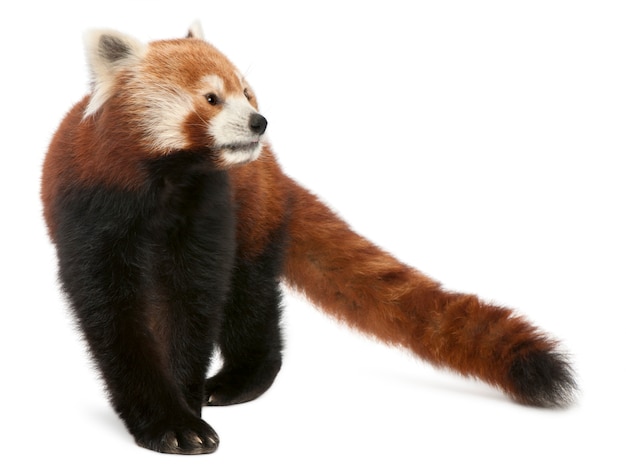 Photo jeune panda rouge ou chat brillant, ailurus fulgens sur blanc isolé