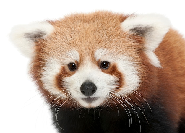 Photo jeune panda rouge ou chat brillant, ailurus fulgens sur blanc isolé