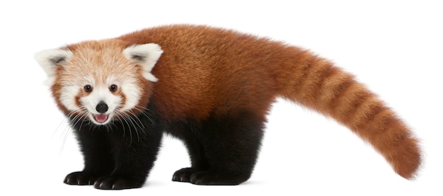 Photo jeune panda rouge ou chat brillant, ailurus fulgens sur blanc isolé