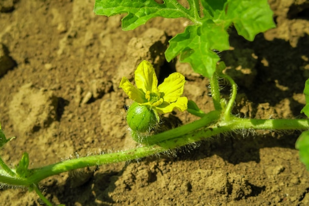 une jeune pastèque à fleurs pousse et mûrit dans une ferme de pastèques. culture de la pastèque