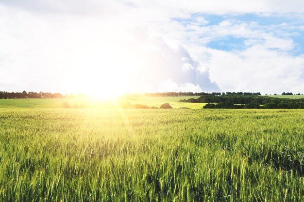 Jeune paysage de champ de blé avec la lumière du soleil chaude