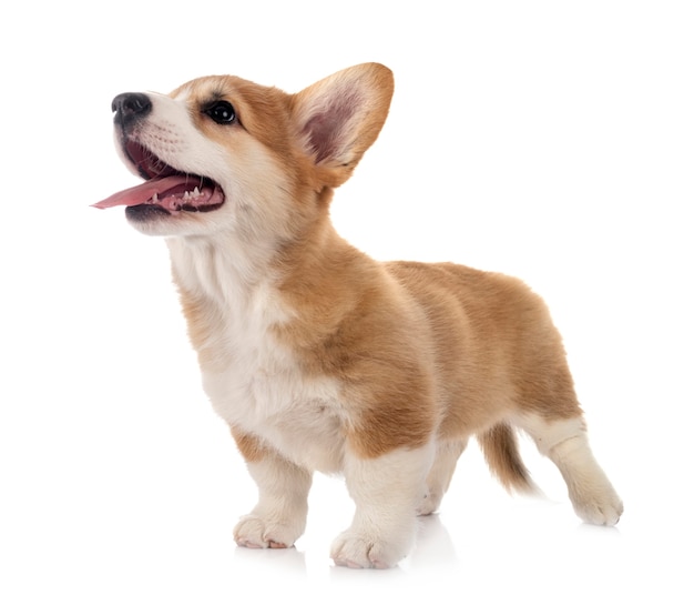 Jeune Pembroke Welsh Corgi isolé