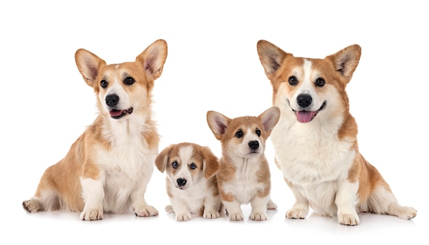 Jeune Pembroke Welsh Corgie isolé sur blanc