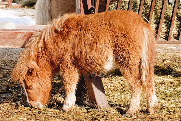 Jeune petit cheval poney brun mangeant du foin dans une étable à la ferme. Poney brun aux cheveux bouclés.