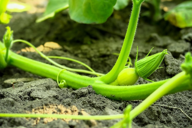 une jeune petite citrouille pousse dans une ferme maraîchère. concept de culture de citrouilleagriculture, arrière-plan