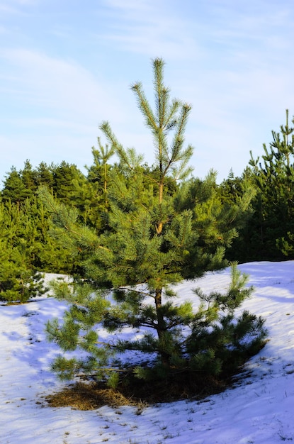 Jeune pin dans une forêt